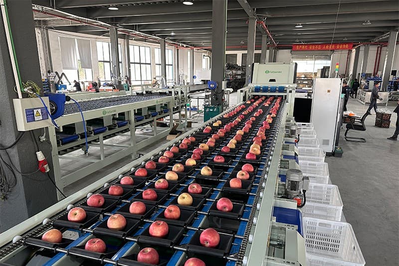 apple optical sorting machine.jpg